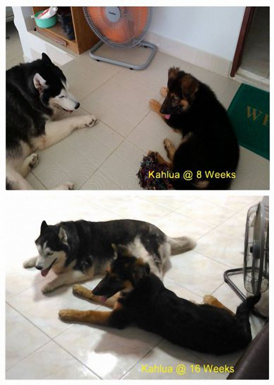 Kahlua-02_TV (resized).jpg