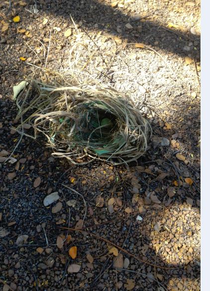 nest .JPG