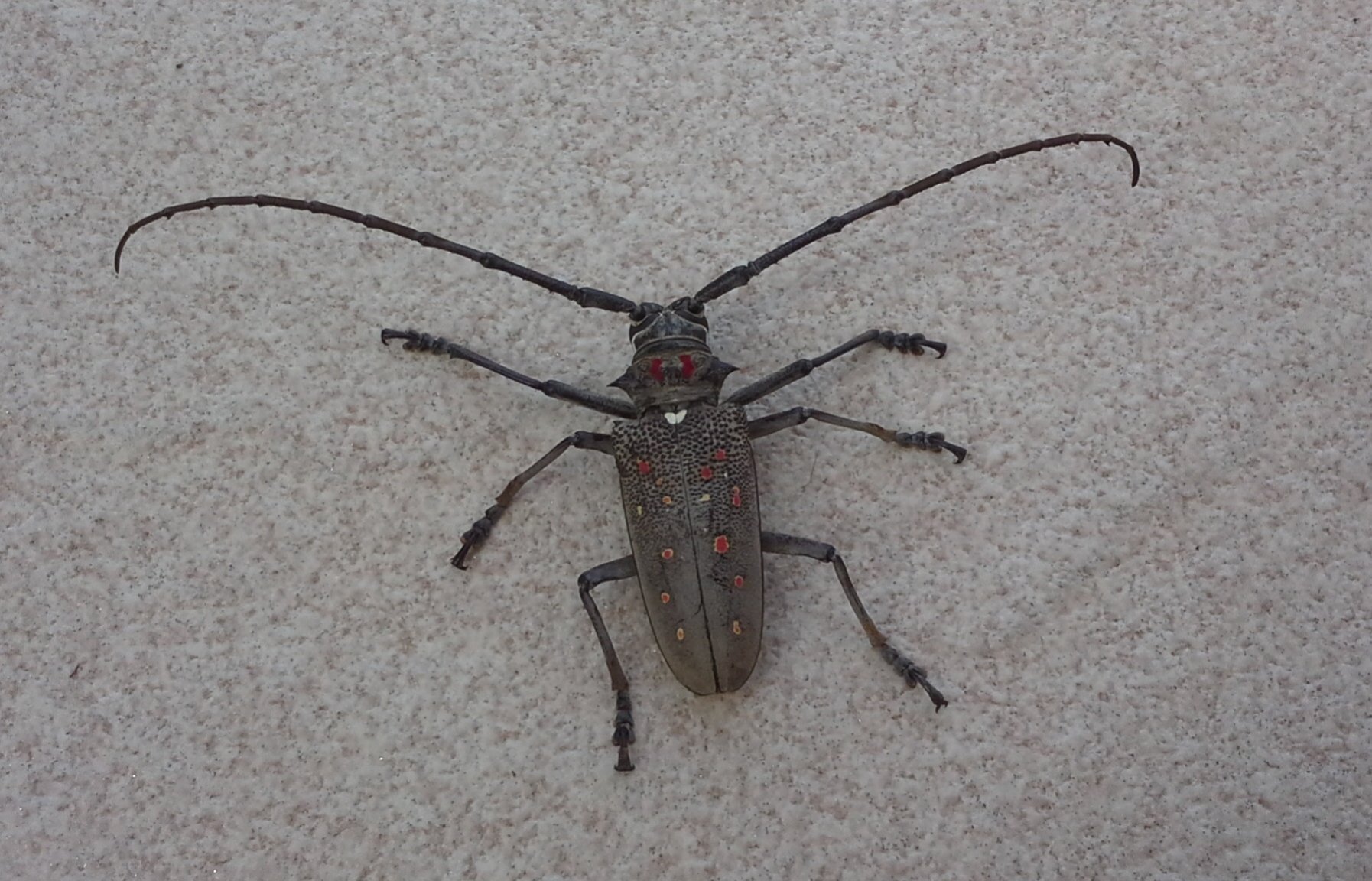 insect (1).jpg