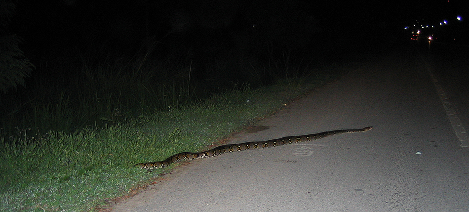 snake rawai IMG_0070crop.JPG