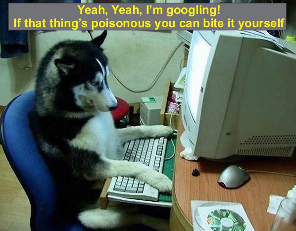 search dog (resized).jpg
