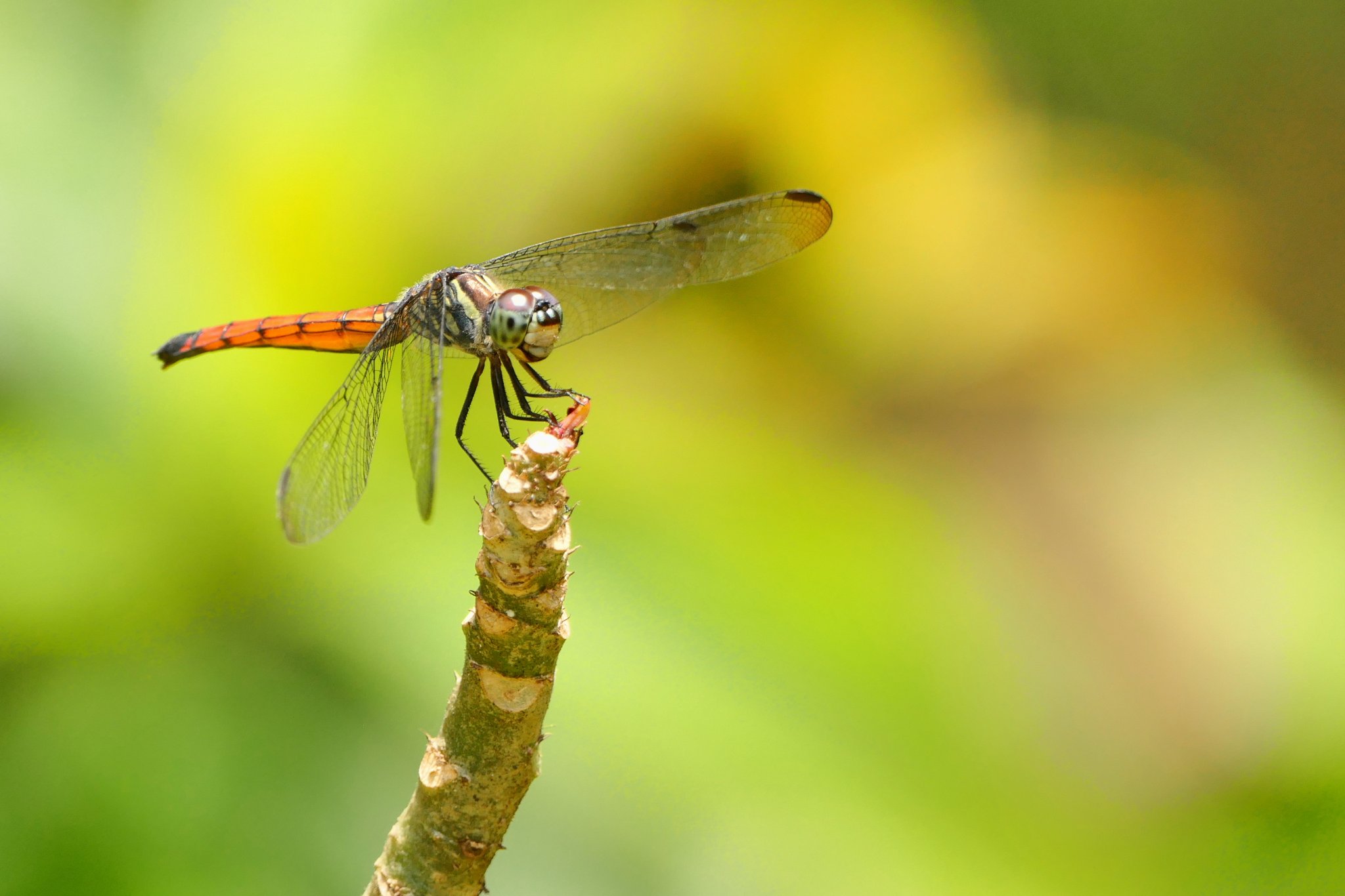 Libellule Lathrecista asiatica (1).jpg