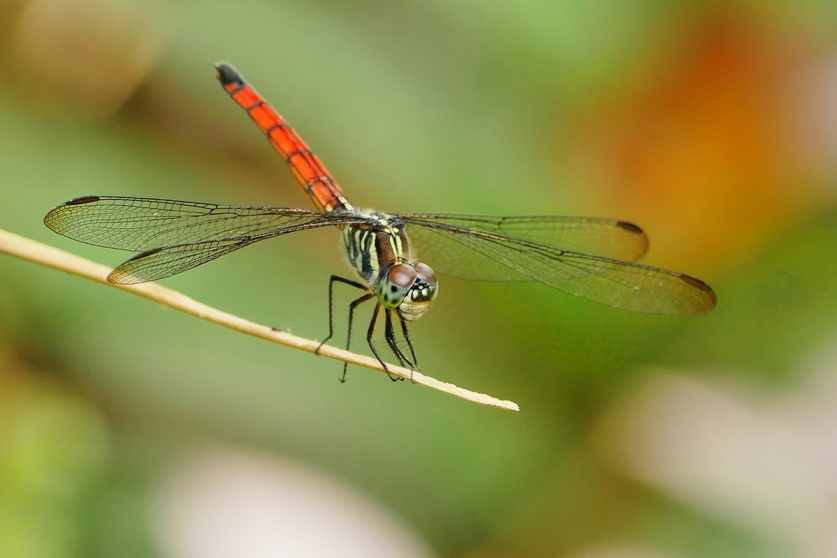 Libellule Lathrecista asiatica (4).jpg