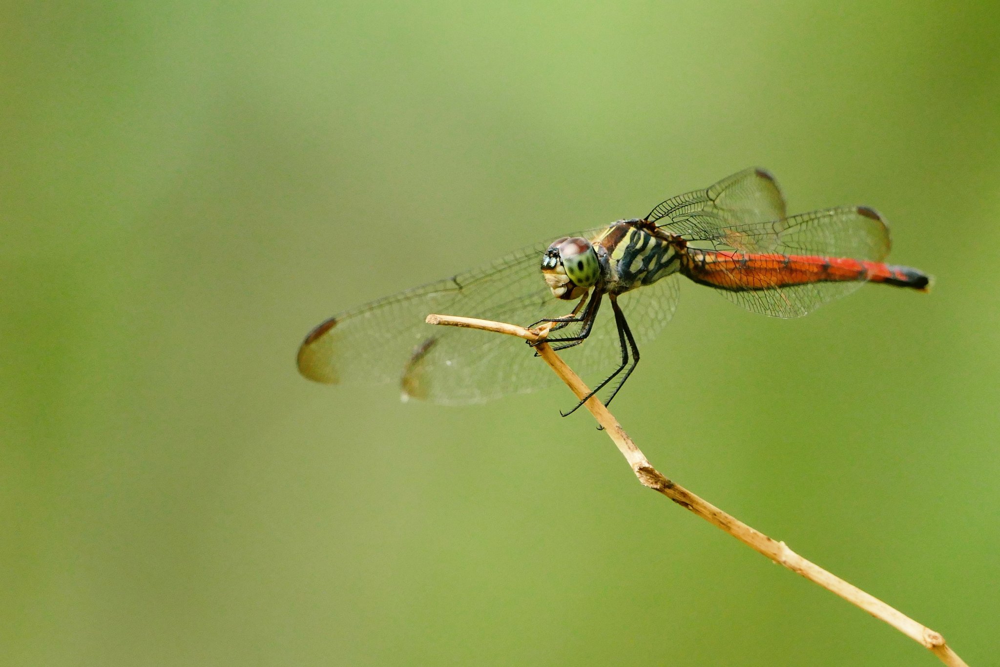 Libellule Lathrecista asiatica (10).jpg