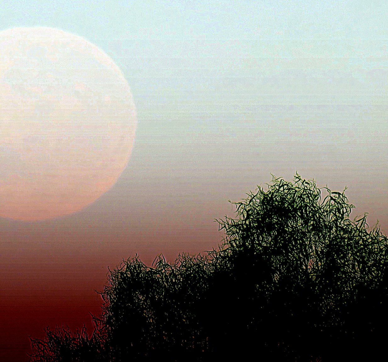 experiment tree and half  no 2 15.11.16.jpg