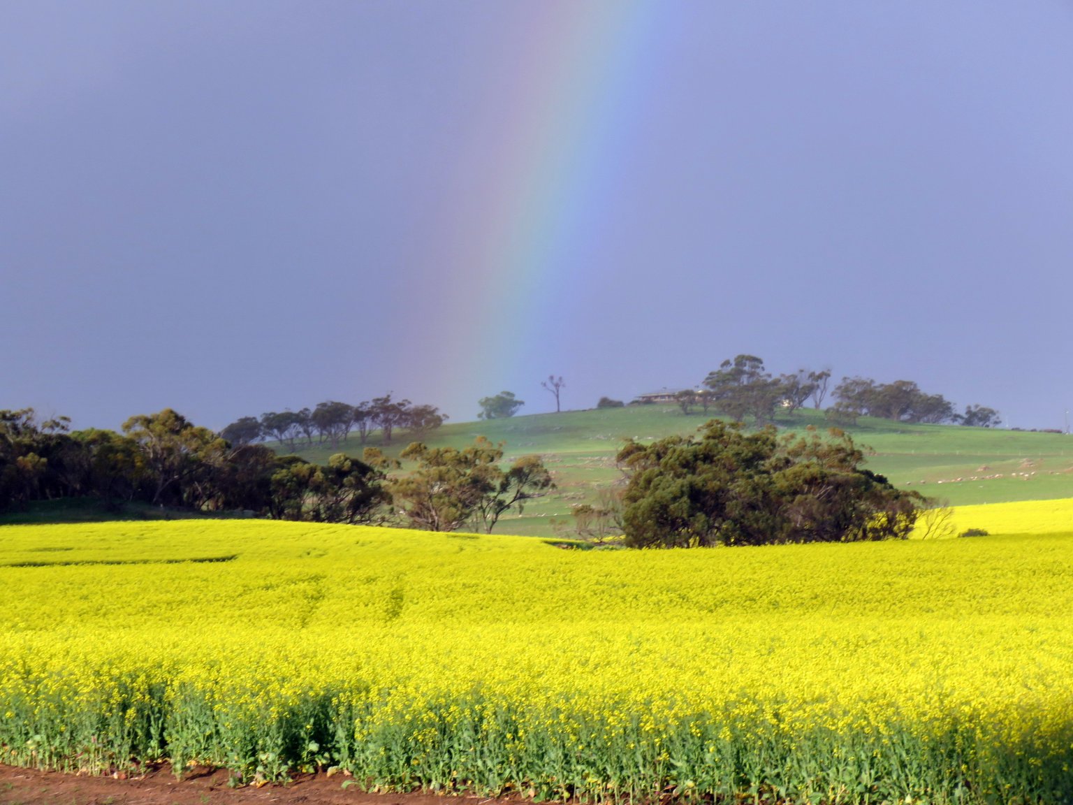canola and rainbow 17.08.16.jpg