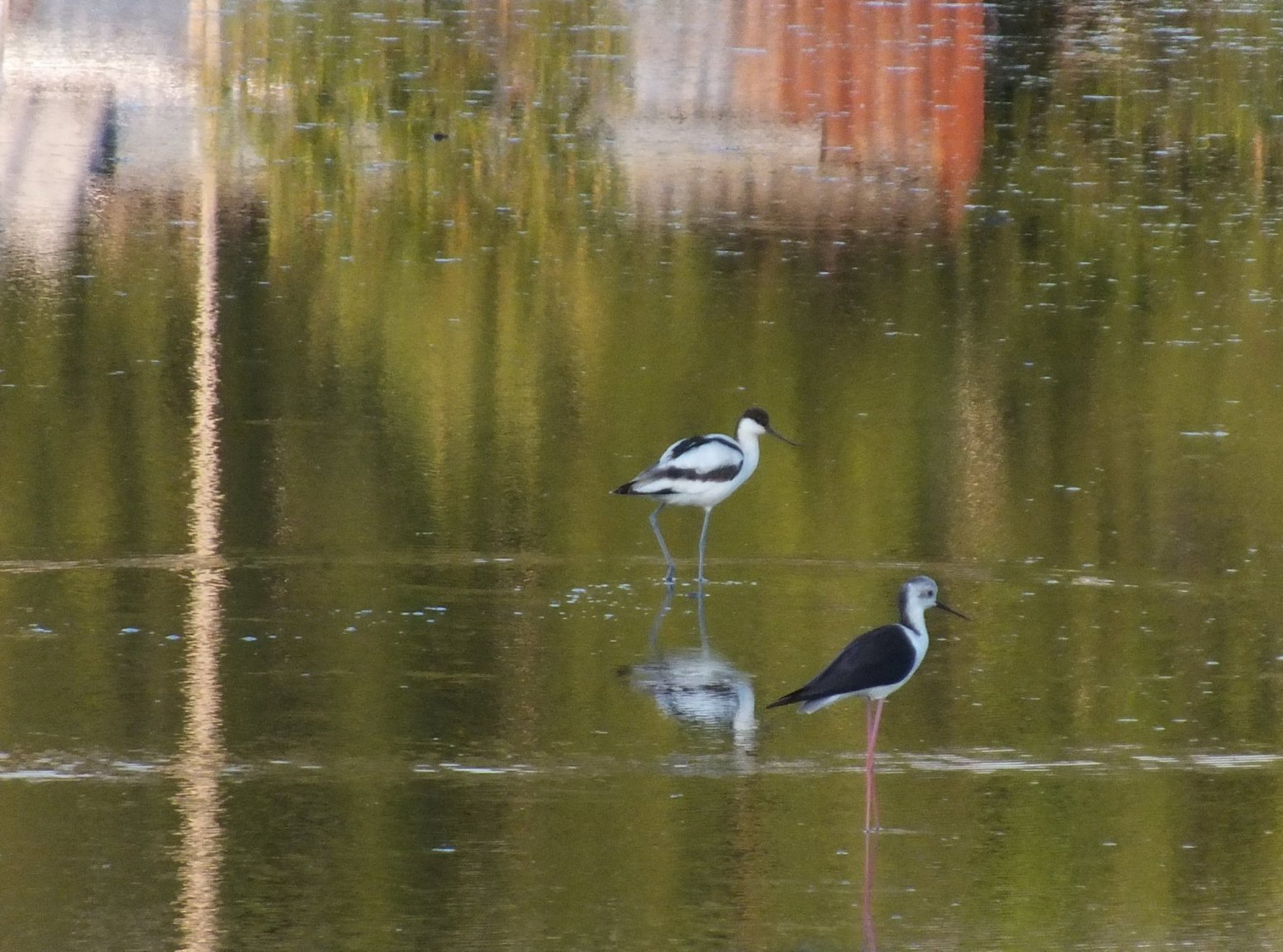 Pied Acocet 1.jpg