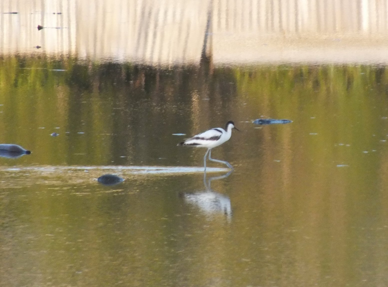Pied Acocet 2.jpg