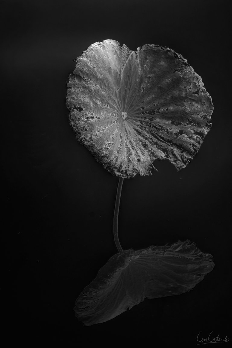 CON_7000bw.jpg