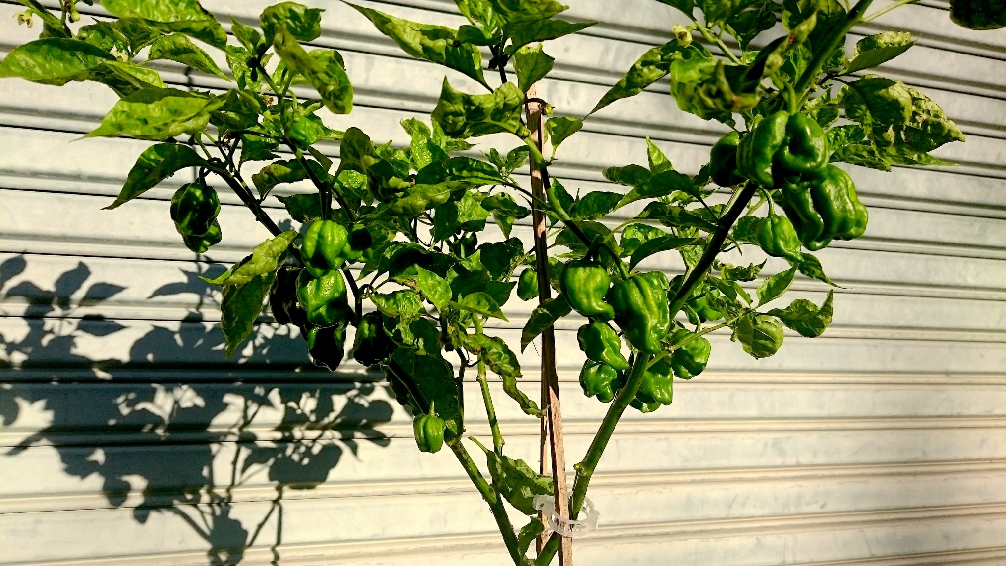 DSC_0011_8.JPG
