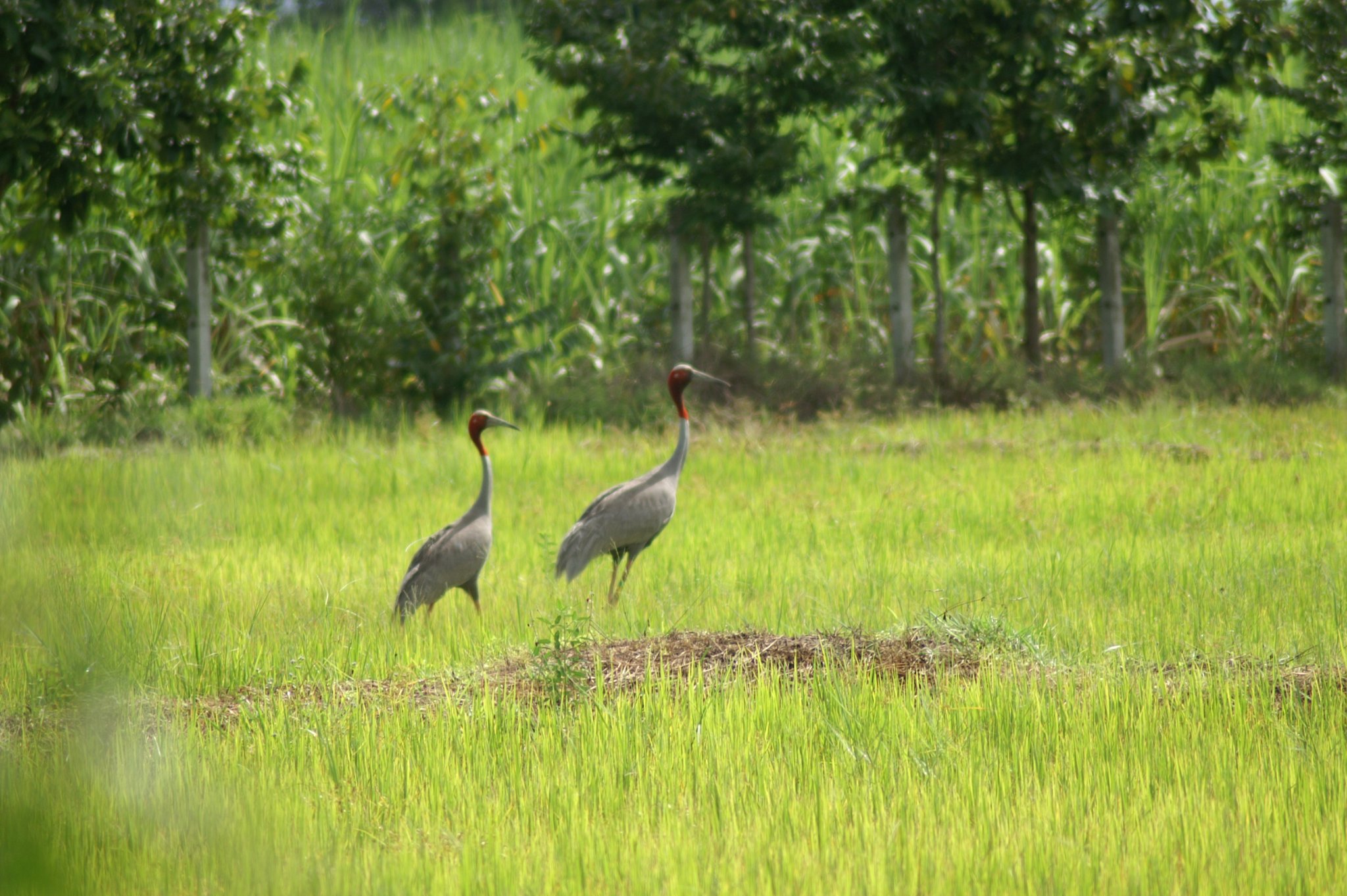 PICT0359.JPG