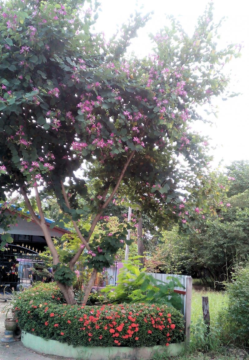 Tree.jpg