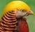 bird.jpg