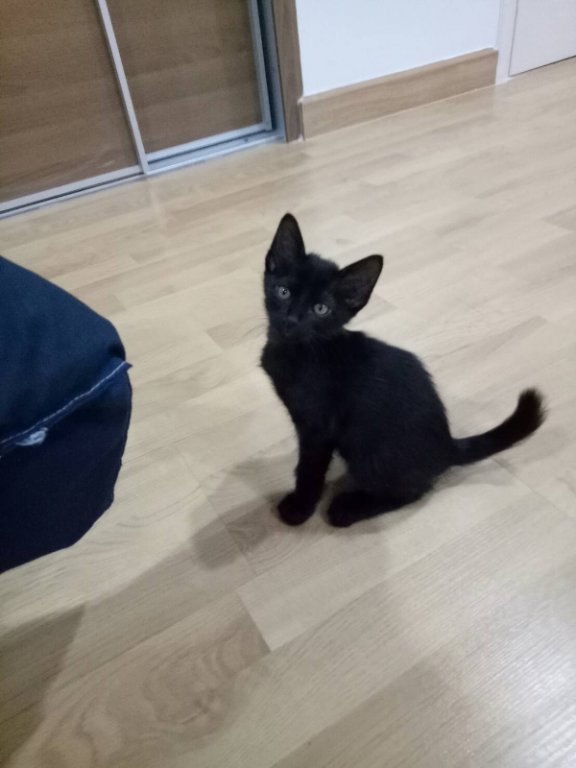 cat.jpg