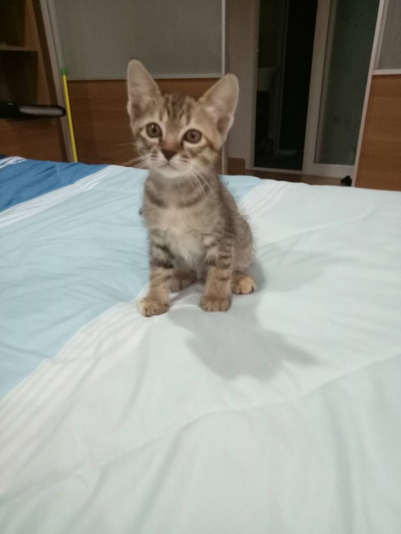 cat2.jpg