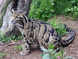 clouded_leopard.jpg