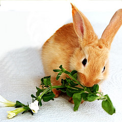 rabbit-diet..jpg