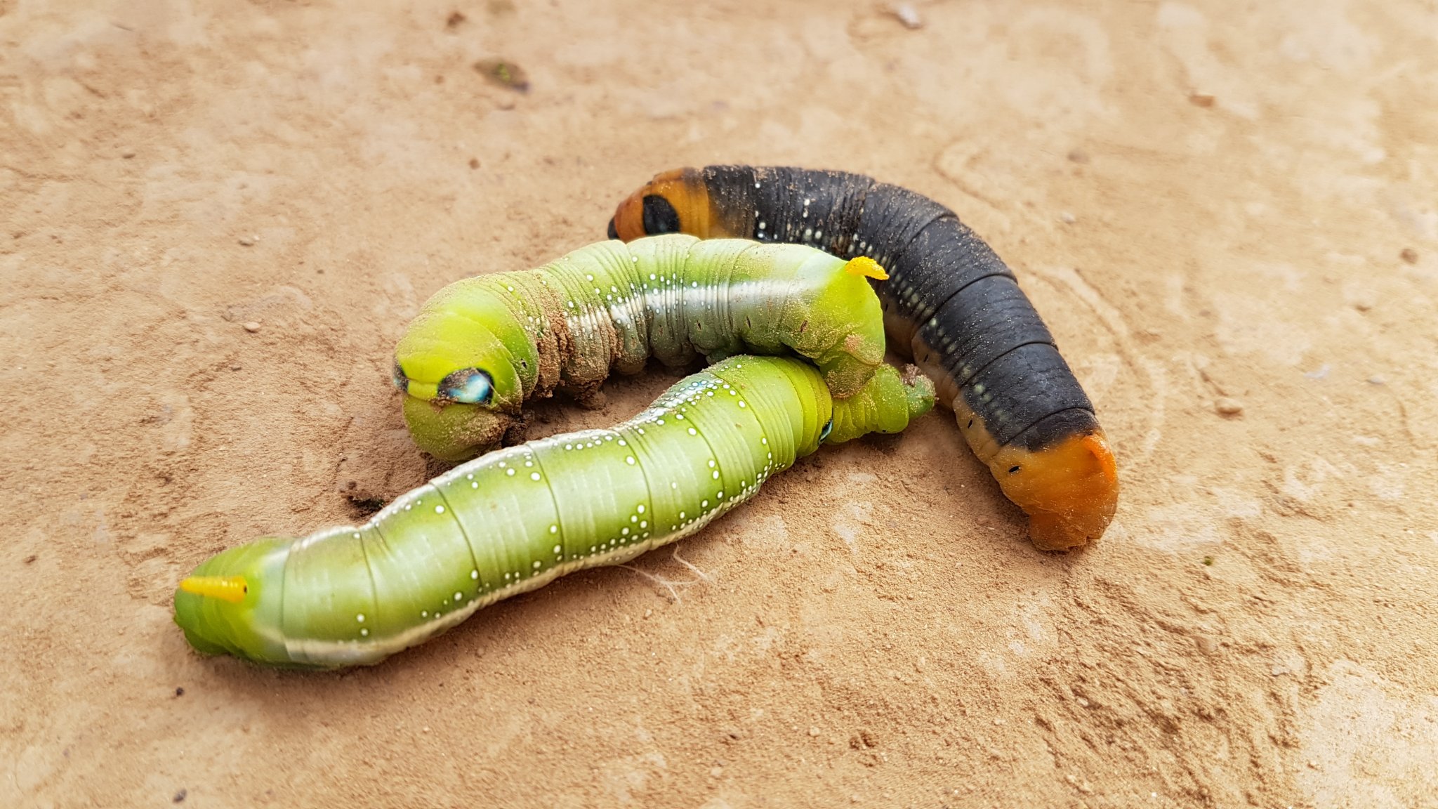 20161203_125834 - Copy.jpg