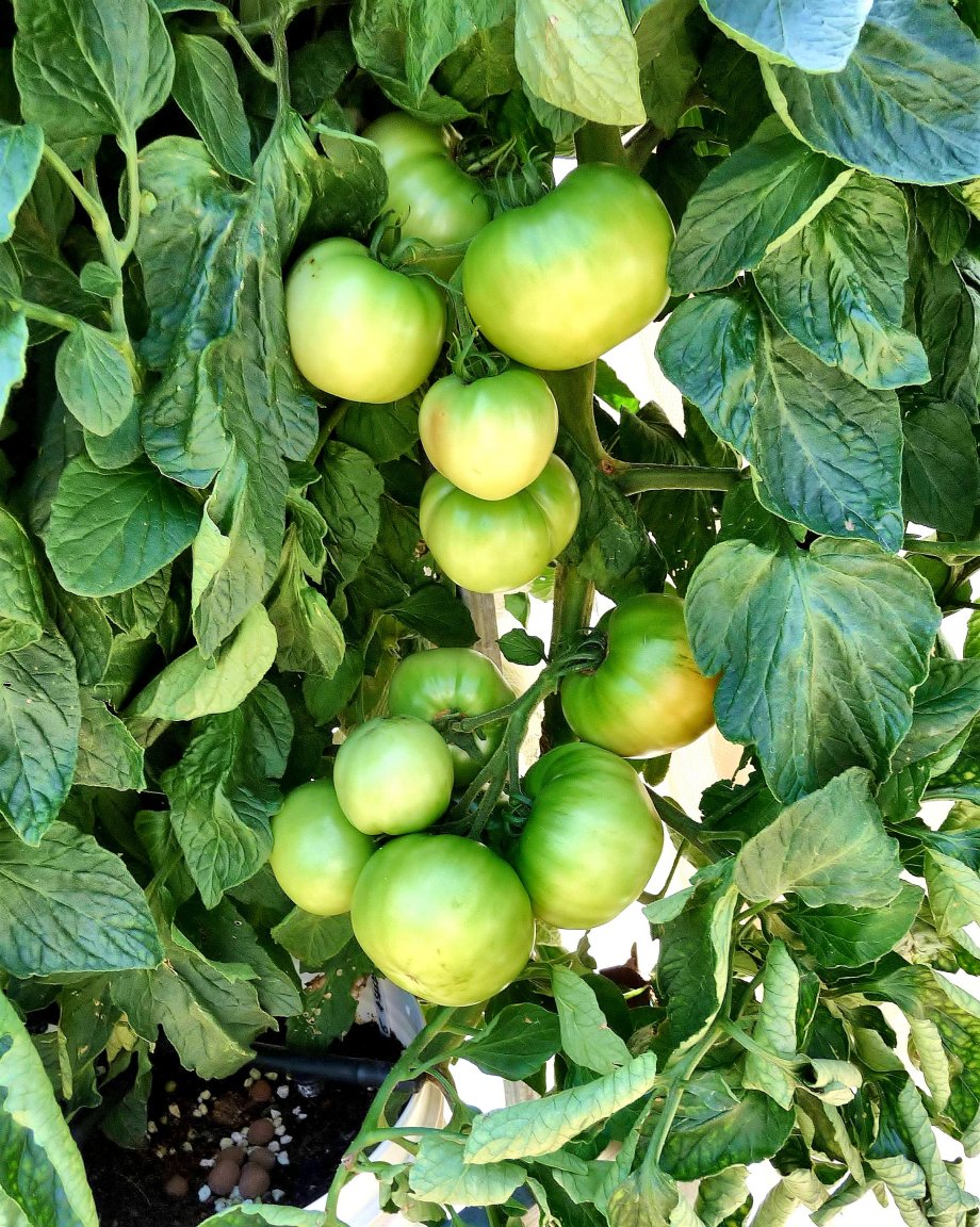 Shollow bay tomato.jpg