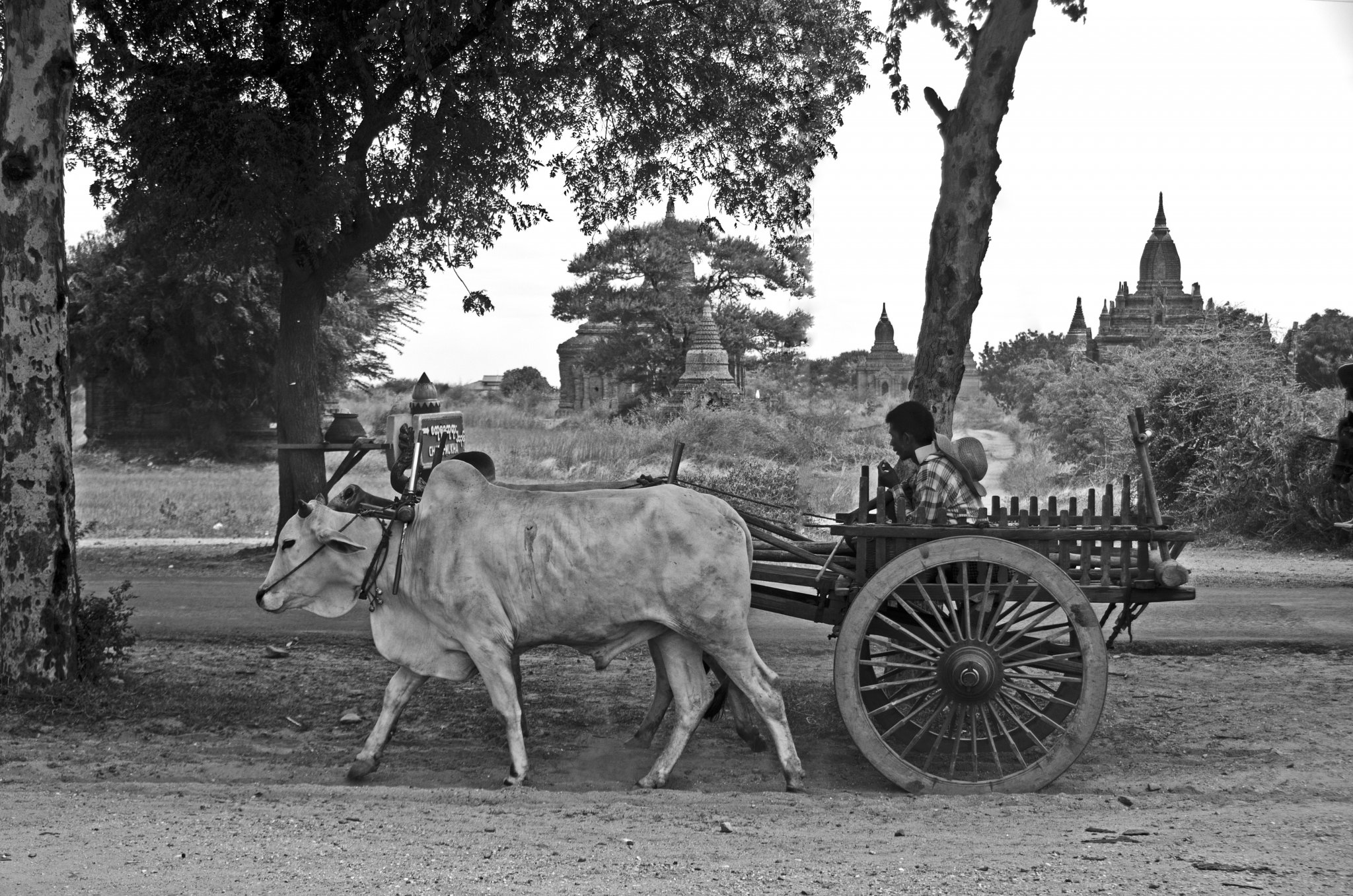 Ox cart.jpg