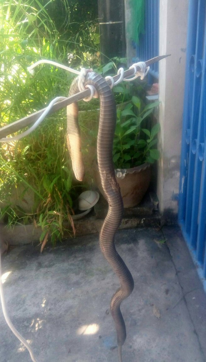 Snake, 20161217.jpg