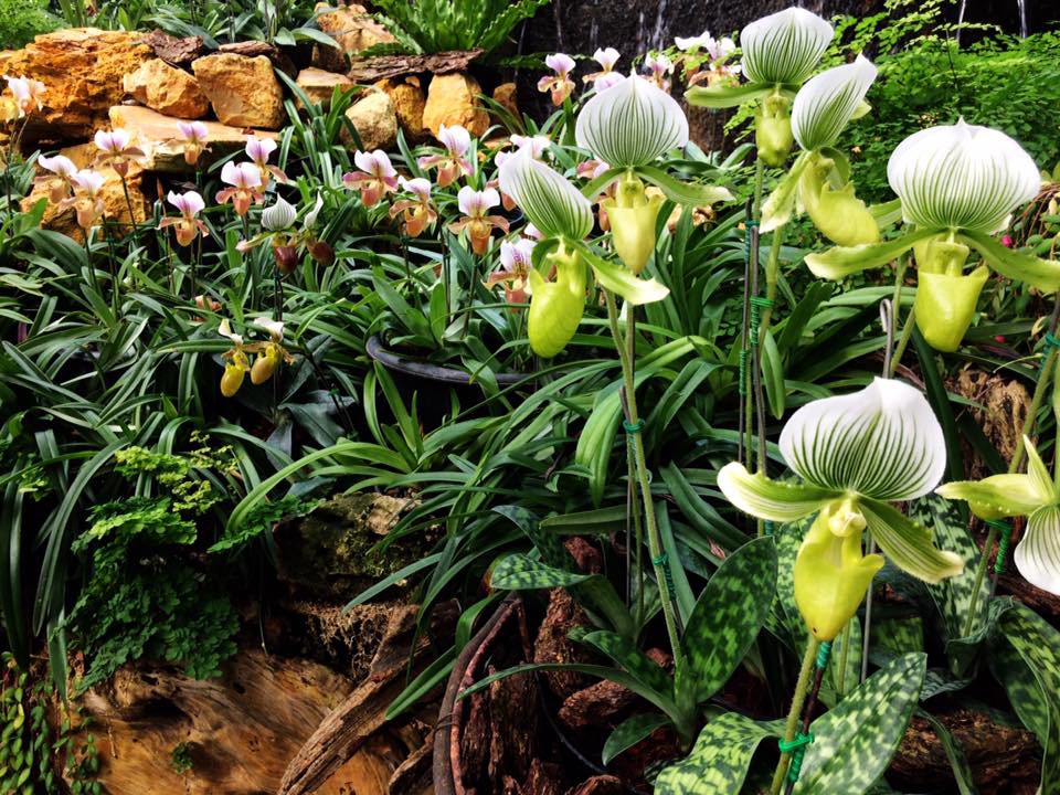 Slipper Orchids - Mae Fah Luang Gardens - Chiang Rai.jpg