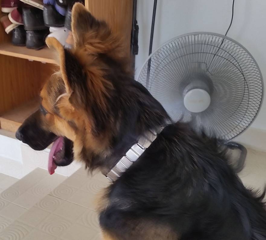 resized_Kaluha_SS Collar_18-Dec-16.jpg