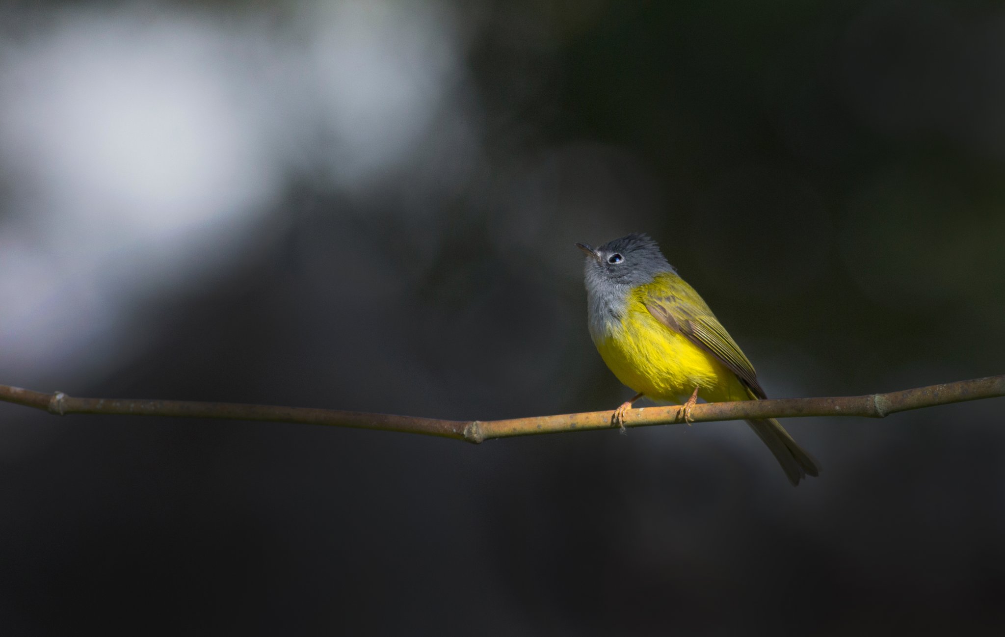 Grey headed Flycather 8517.jpg