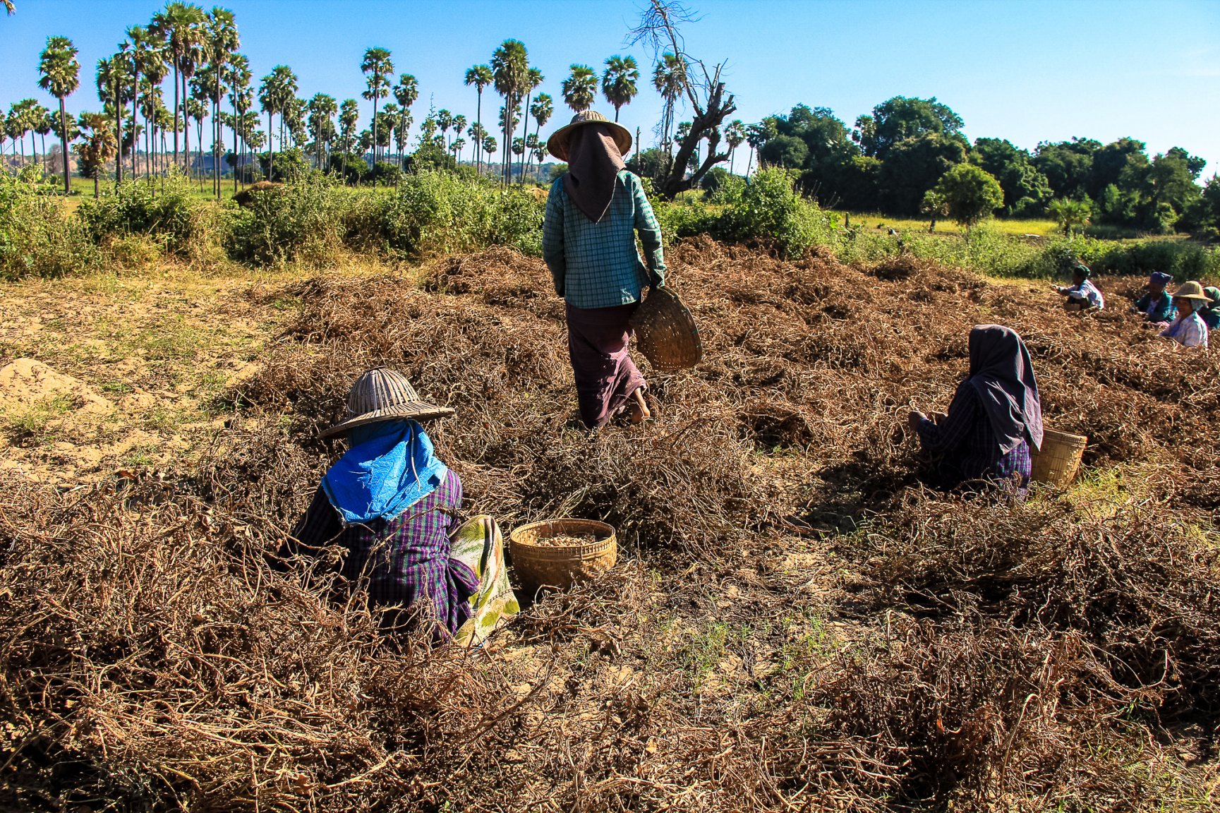 Burma Magway area-2076.jpg