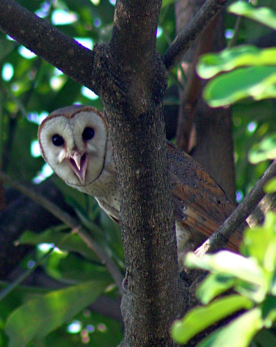 450D-5643-06_01_2009_cr faststone.jpg