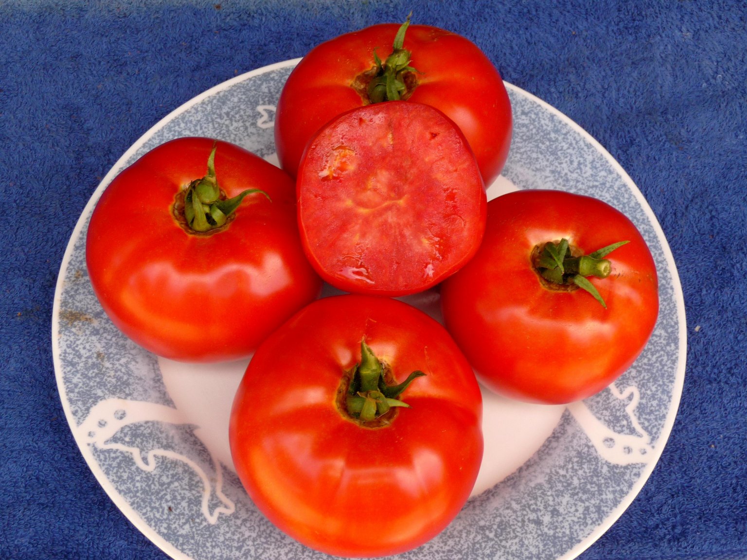 Shallow Bay EC 5.0.jpg