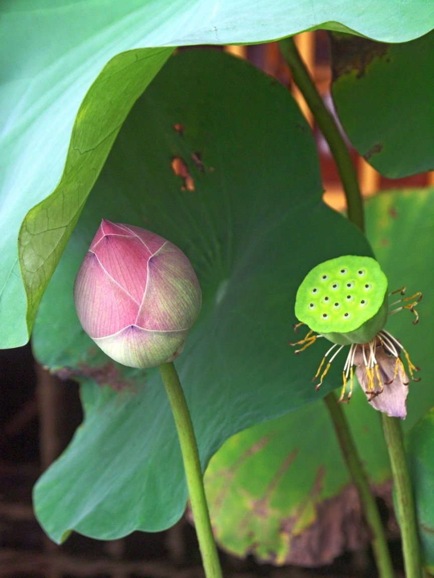 PICT0907 fs 1024x1280.jpg