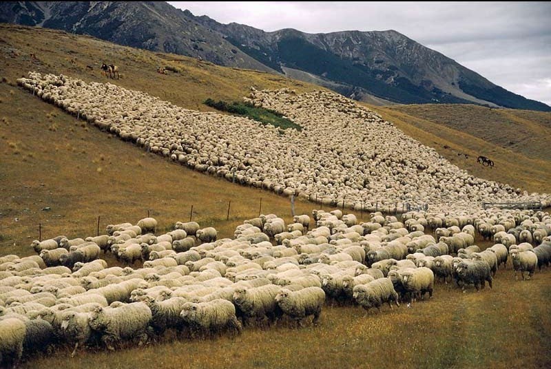 baa.jpg