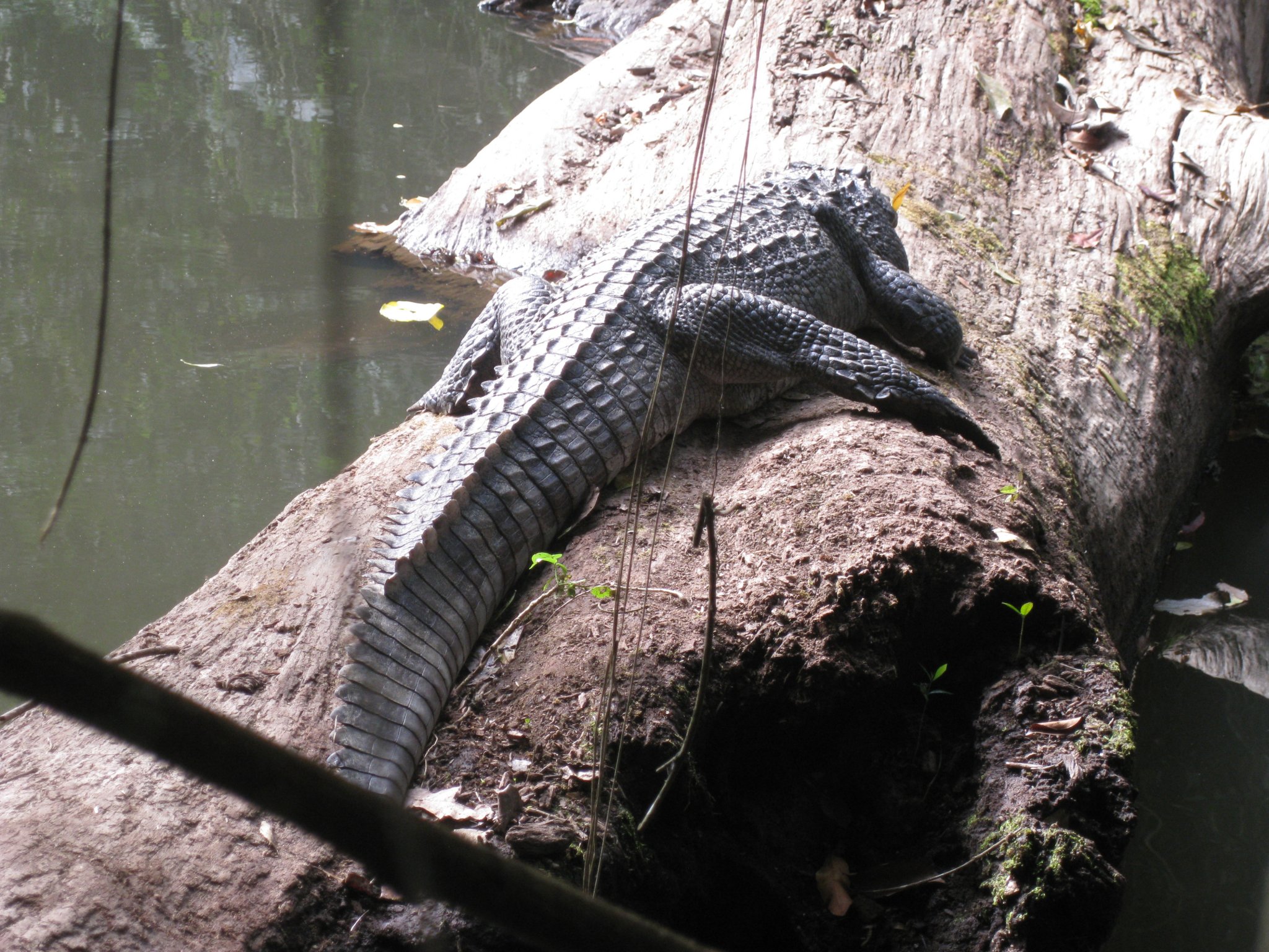Khao Yai   Dec 2014 001.JPG