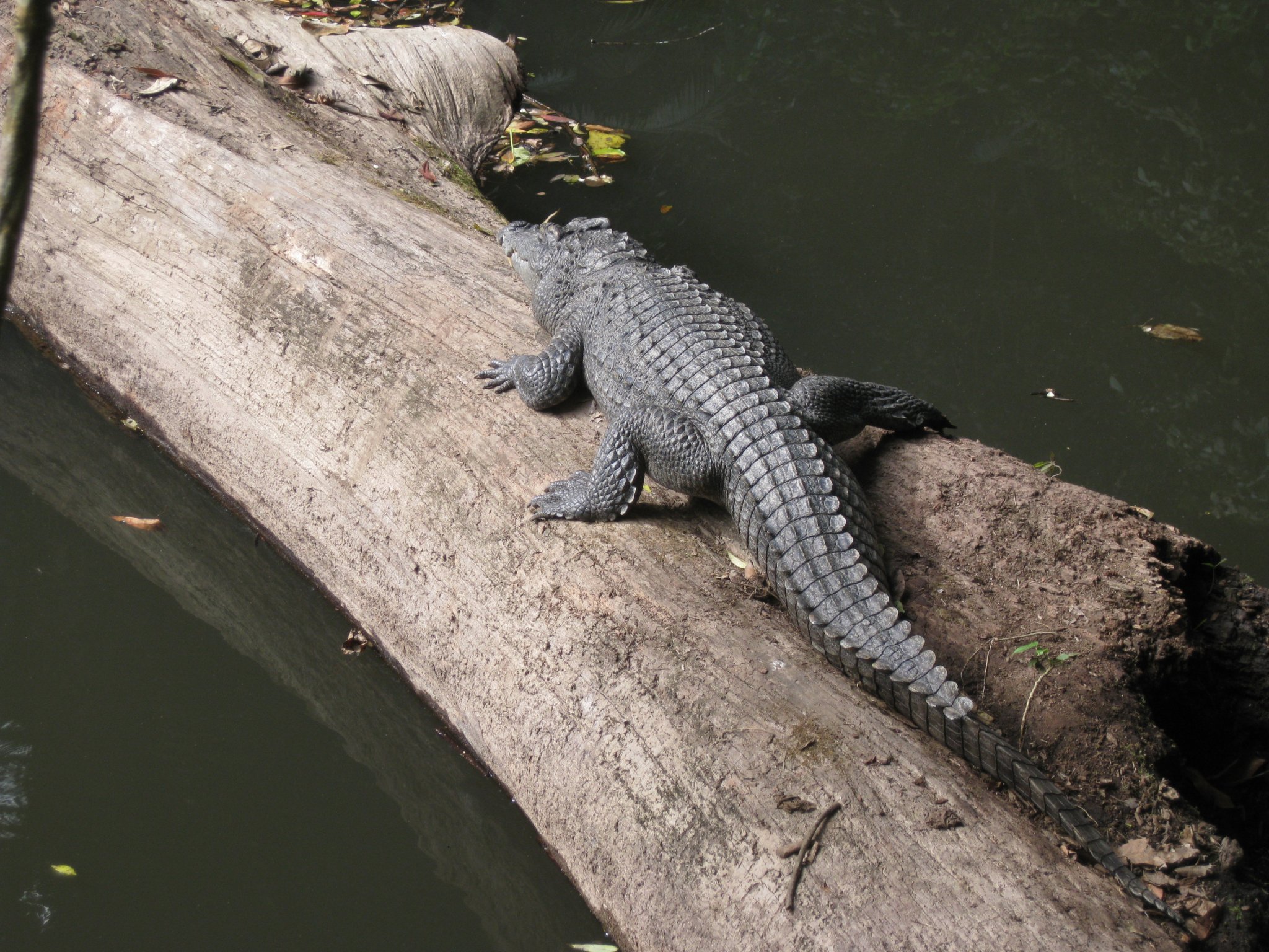 Khao Yai   Dec 2014 002.JPG