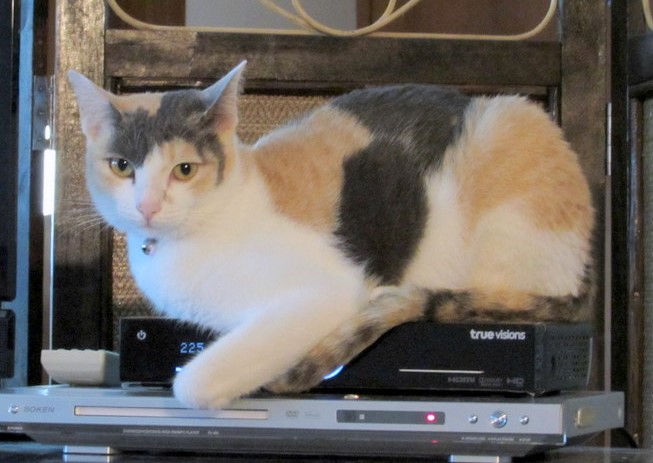 Maneki and Truevisions.jpg