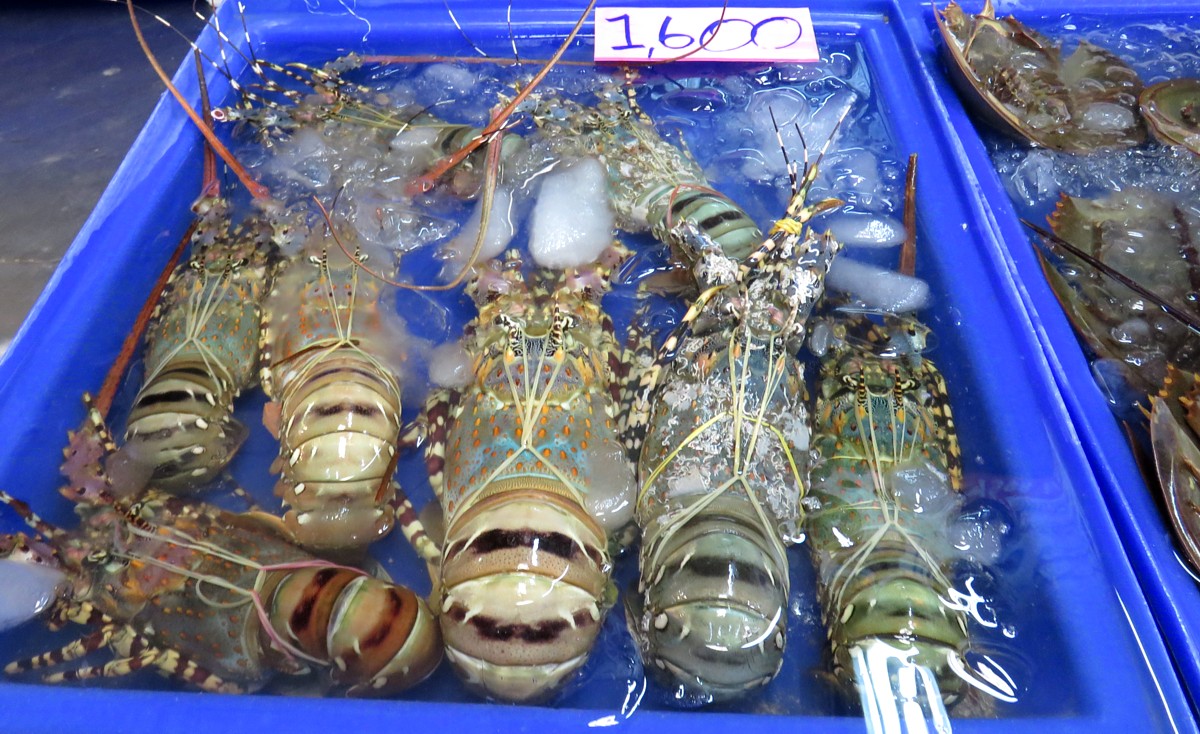 Lobsters 1600.jpg