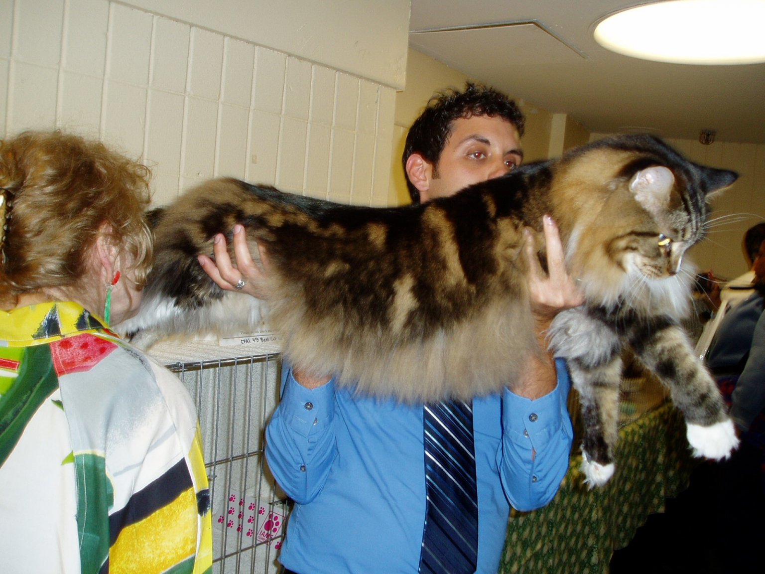 maine coon.jpg