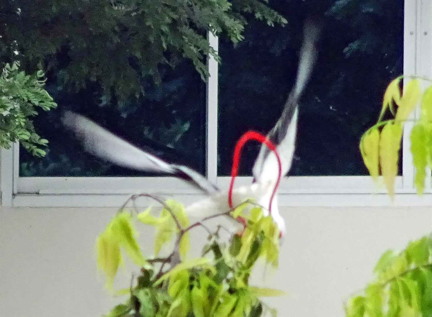 DSC02262 (Large).JPG