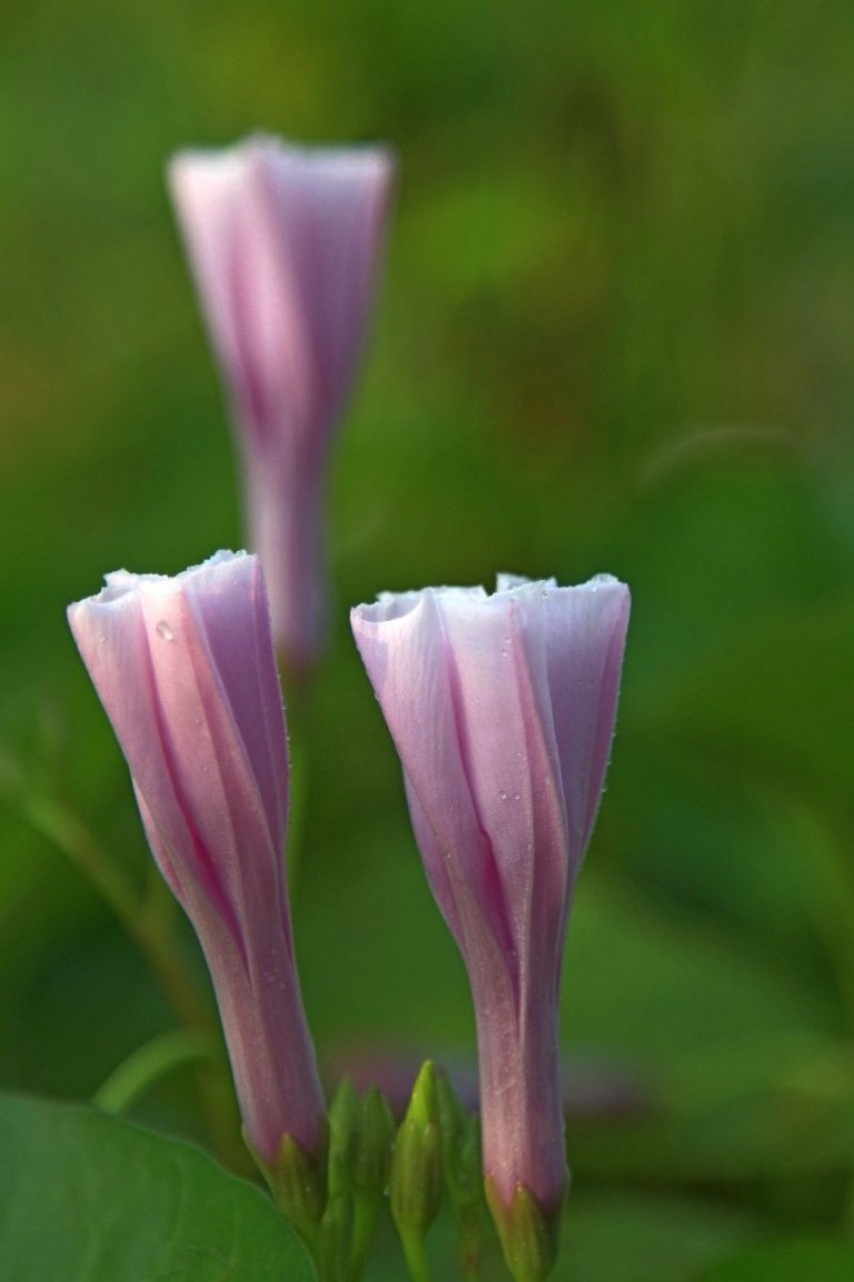 IMG_1465fs small.jpg