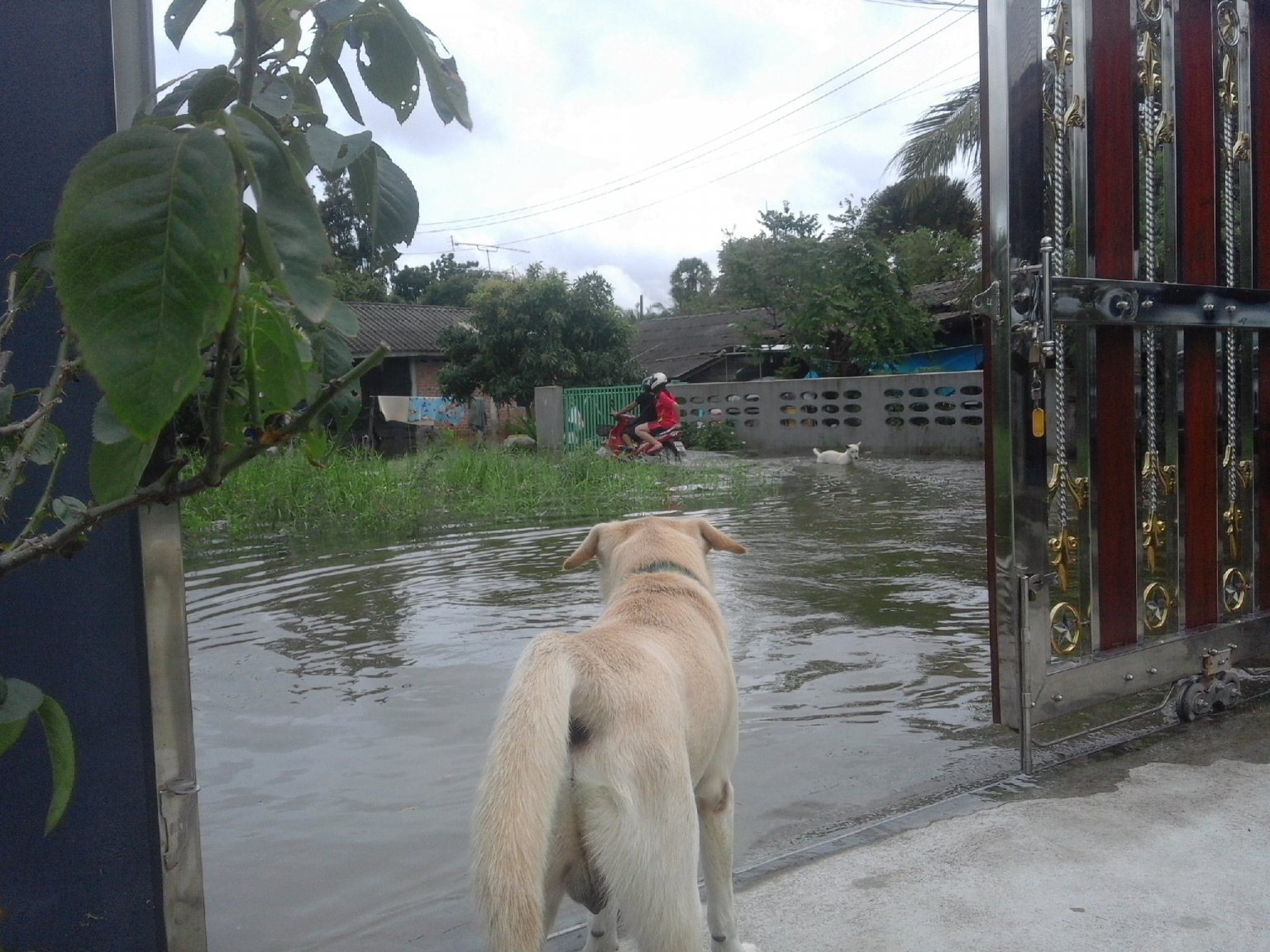 max in flood.jpg