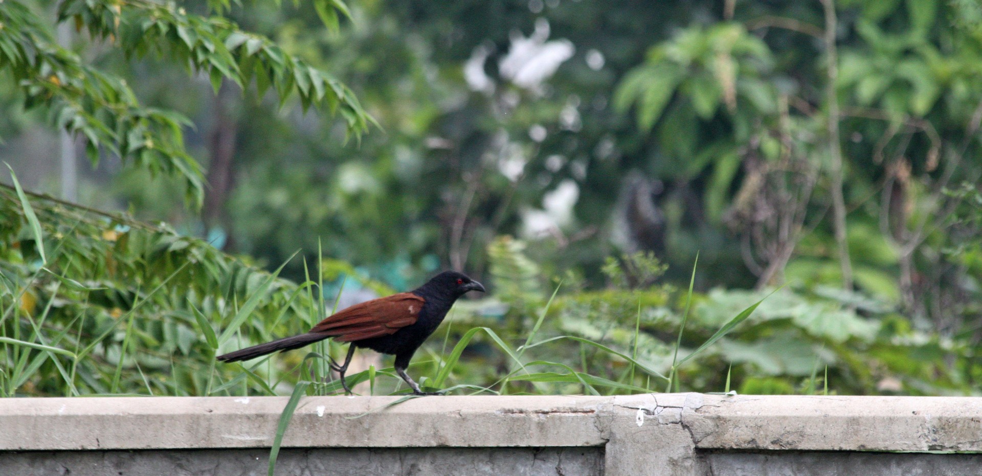 IMG_0546 fs small.jpg