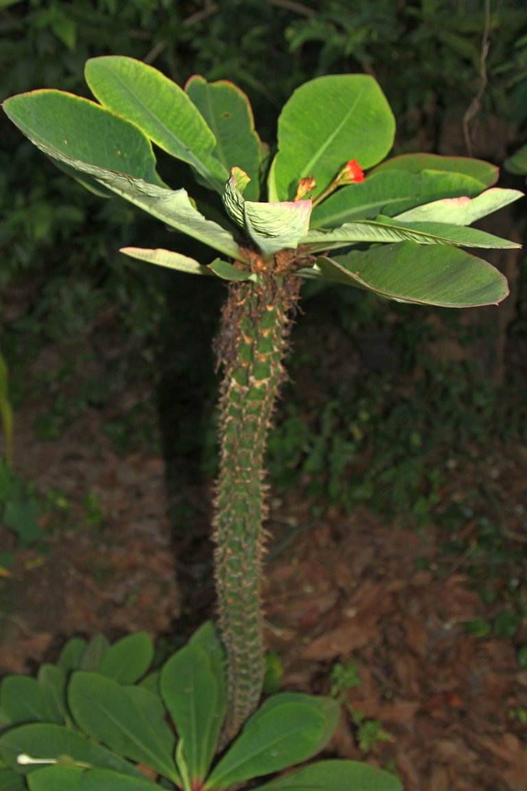 IMG_0922 fs small.jpg