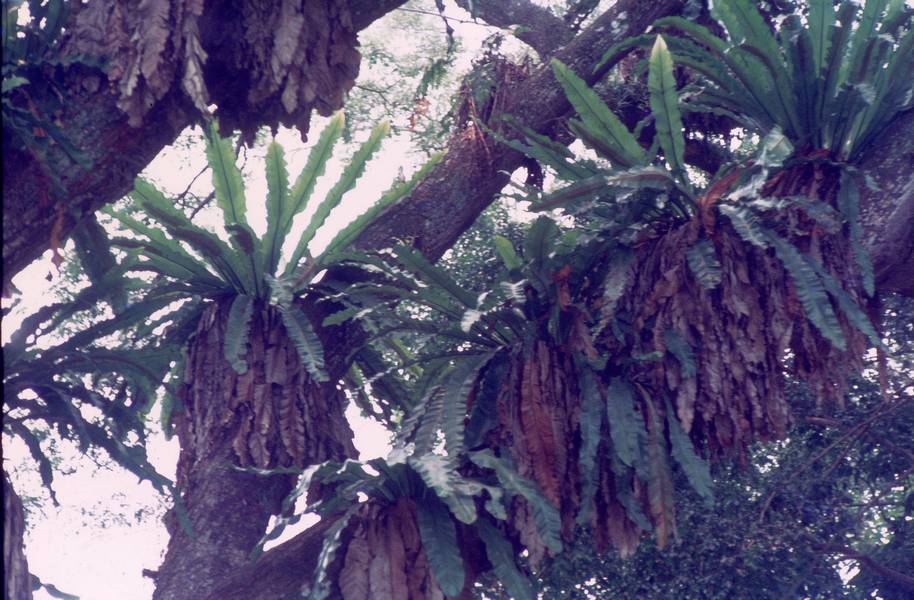 model0111 fs small.jpg