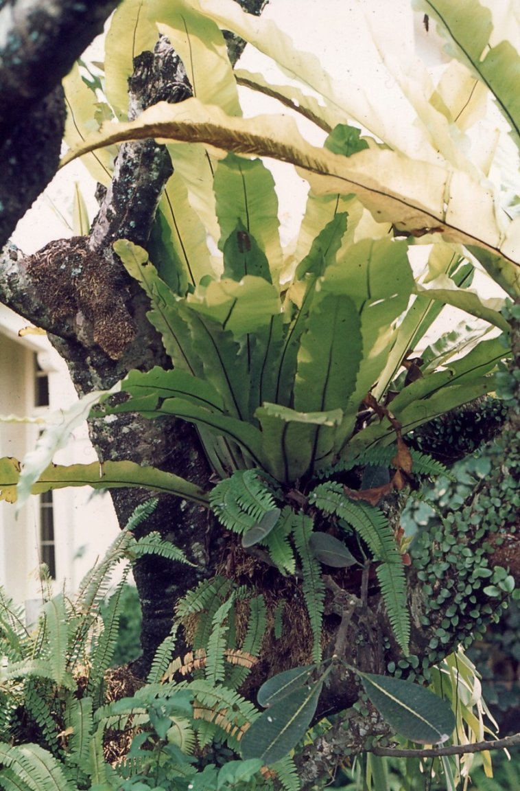 Scan20046 fs small.jpg