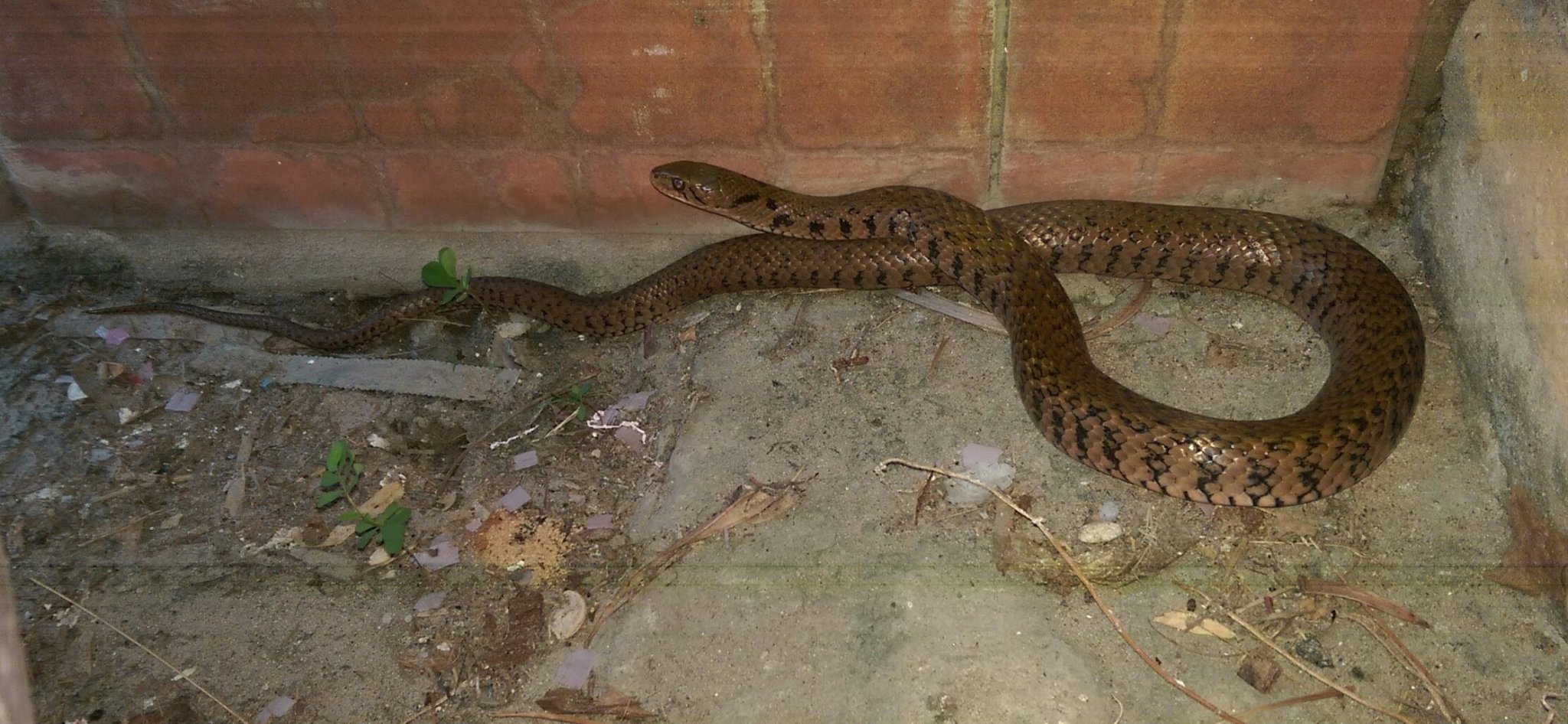 Snake in Nai Harn Bar.jpg