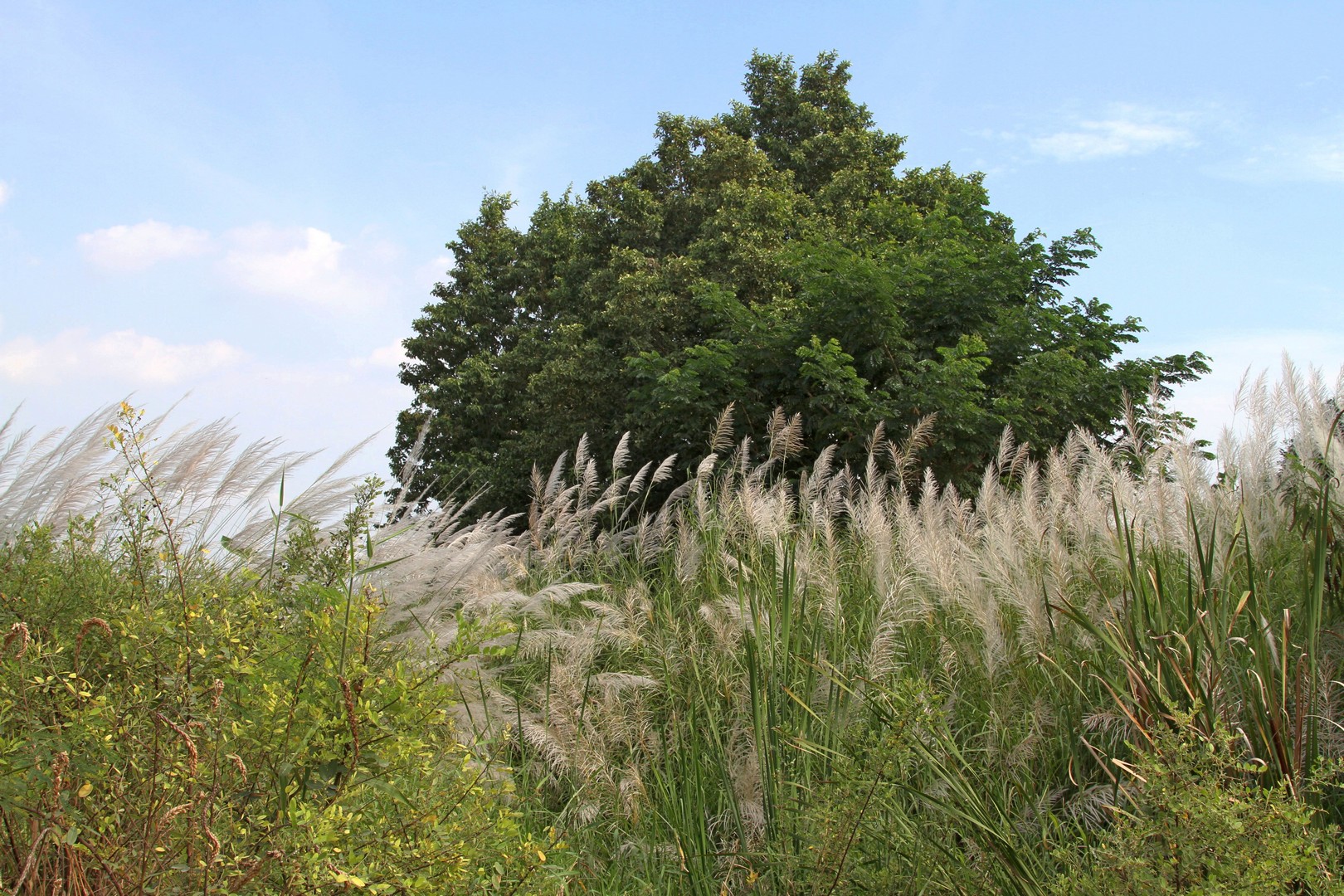 IMG_7160 fs small.jpg