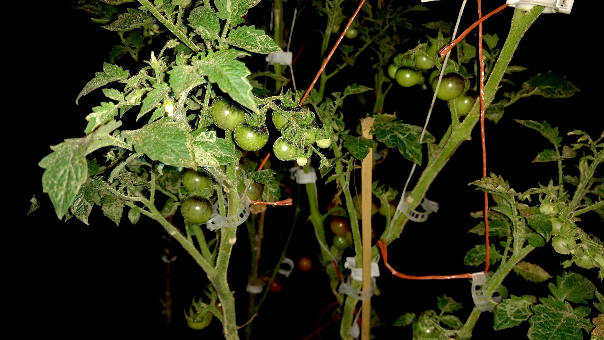 IMG_20170116_212653179 copy.jpg