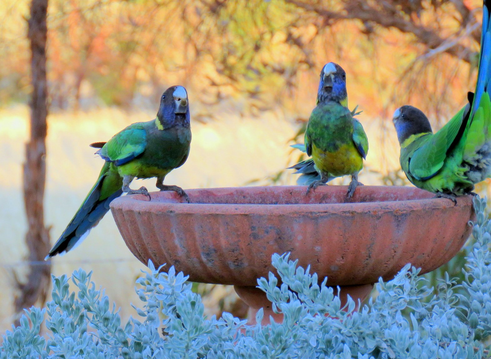 28's i nfor a drink Jan 2017.jpg