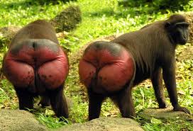 monkey cheeks.jpg
